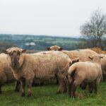 7 reasons British wool is a must-have sleep companion